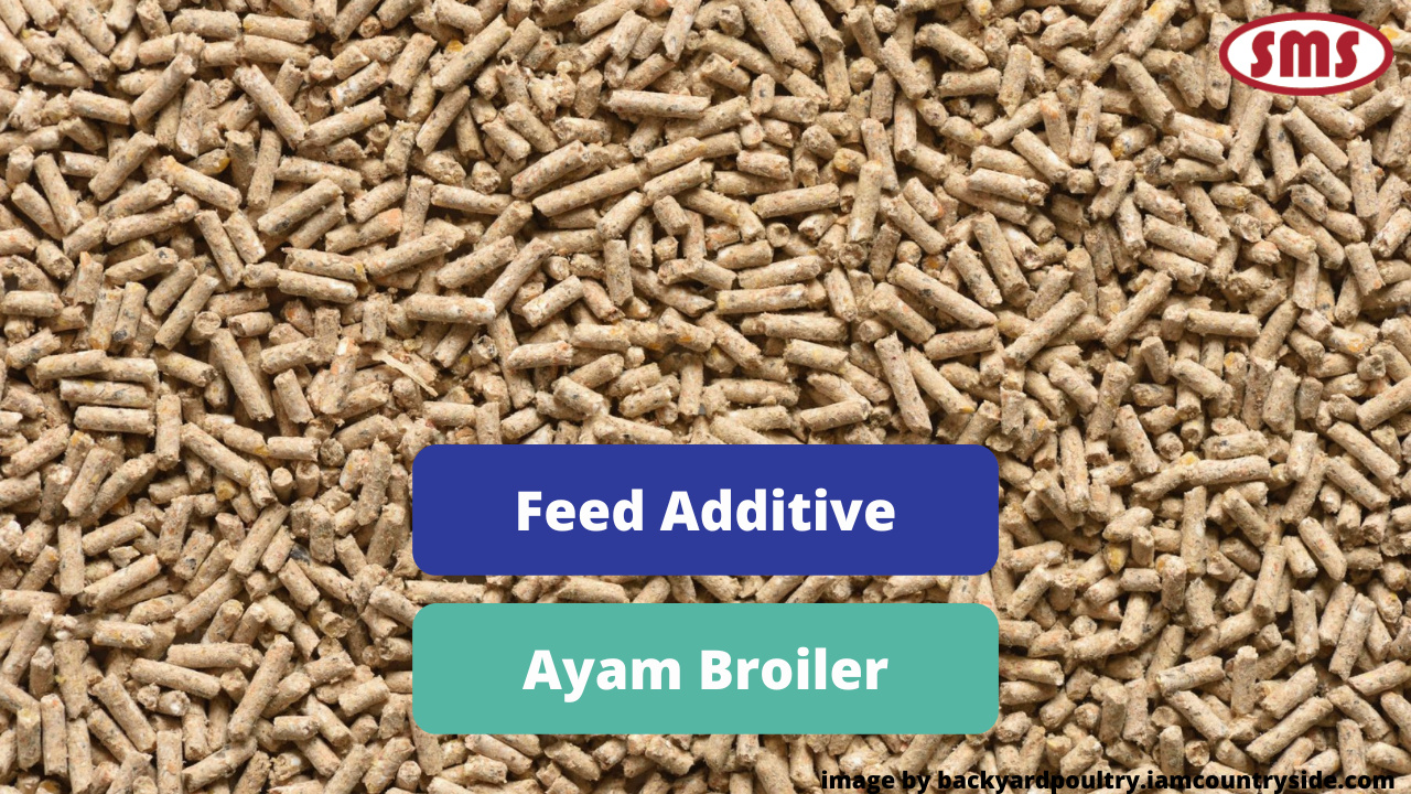 Ketahui Jenis Feed Additive Untuk Ayam Broiler